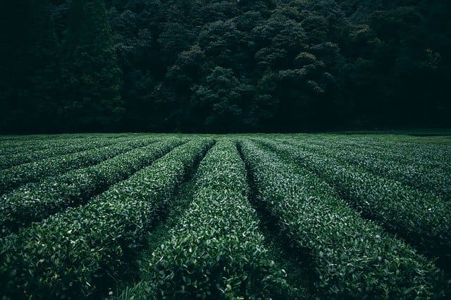 Razones para cultivar tu propia comida