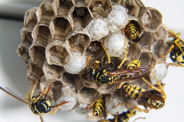 Primeros auxilios para preparadores - Parte 4: picaduras, mordiscos e insectos estomacales